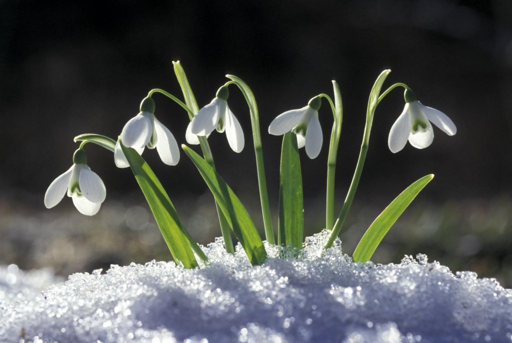 Gata iarna? Meteorologii anunță temperaturi de primăvară în plin ianuarie