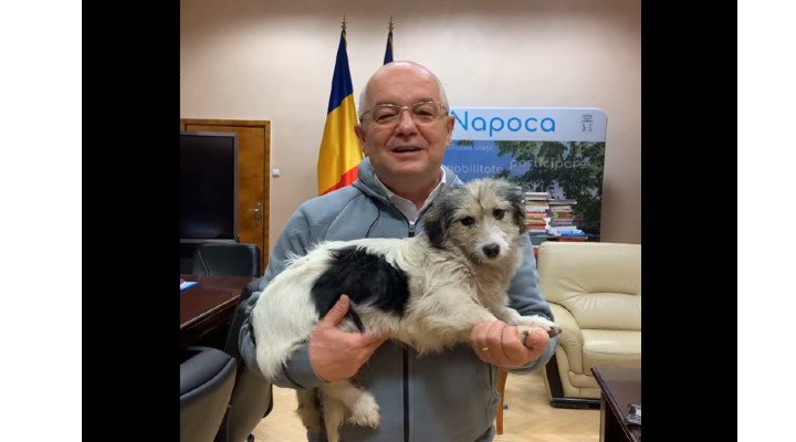 Sterilizare gratuită pentru câinii și pisicile din Cluj-Napoca. Procedura de înscriere