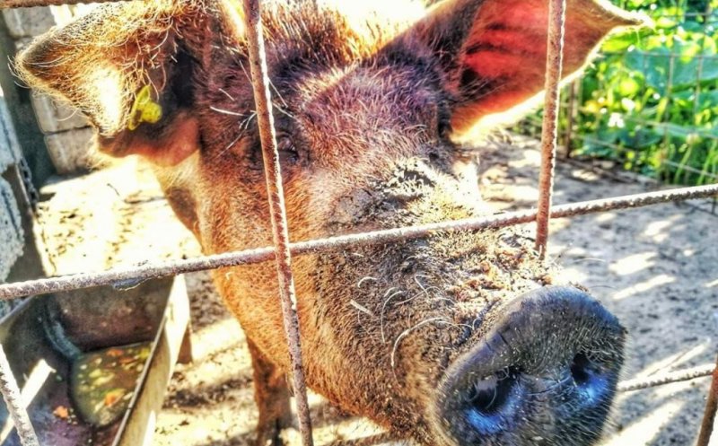 Focare de pestă porcină în Cluj / De ce NU ar putea fi despăgubiţi proprietarii porcilor ucişi