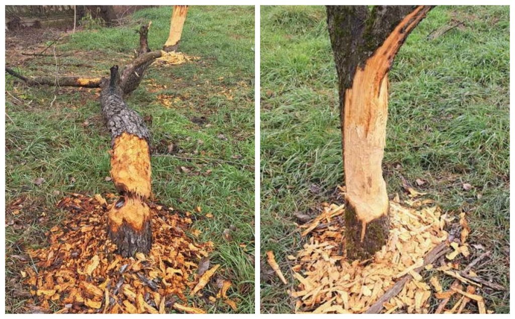 Cluj: Castorii nu iartă nimic. Meri de calitate transformați în materiale de baraj
