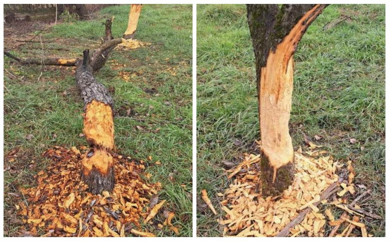 Cluj: Castorii nu iartă nimic. Meri de calitate transformați în materiale de baraj