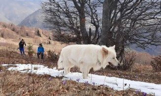 Revoltător! Don, câinele iubit de toți, omorât cu sălbăticie și abandonat într-un șanț dintr-o localitate din Cluj