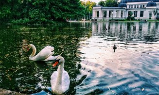 Premii de până la 5.000 de euro pentru un Cluj mai verde. Cine se poate înscrie