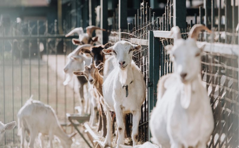 Carnea de oaie și capră din România va fi exportată din nou în Arabia Saudită. Anunțul ANSVSA