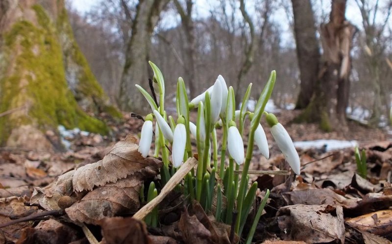 Cum va fi VREMEA în România în luna martie 2025