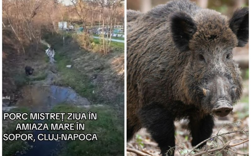 Vezi vulpi, porci mistreți în Cluj-Napoca? Ce trebuie să faci