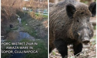 Vezi vulpi, porci mistreți în Cluj-Napoca? Ce trebuie să faci
