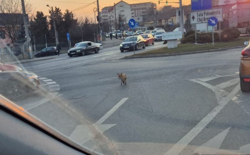 Primăria Cluj, protocol cu vânătorii pentru animalele sălbatice care ajung în oraș. O vulpe a fost văzută chiar ieri pe străzile municipiului