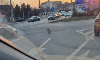 Primăria Cluj, protocol cu vânătorii pentru animalele sălbatice care ajung în oraș. O vulpe a fost văzută chiar ieri pe străzile municipiului
