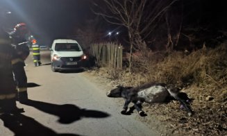 Un măgăruș a fost lovit mortal de o mașină pe un drum din Cluj: "L-au lăsat rezămat de gard. A murit sub ochii noștri…"