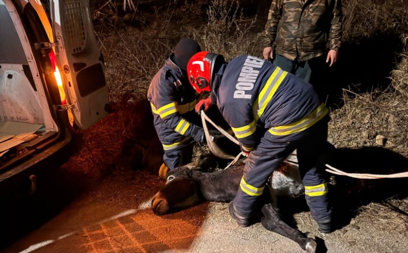 Un măgăruș a fost lovit mortal de o mașină pe un drum din Cluj: "L-au lăsat rezămat de gard. A murit sub ochii noștri…"