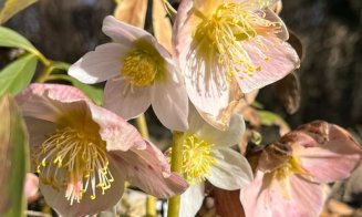 Primăvară a venit la Grădina Botanică din Cluj-Napoca