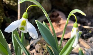 Primăvară a venit la Grădina Botanică din Cluj-Napoca