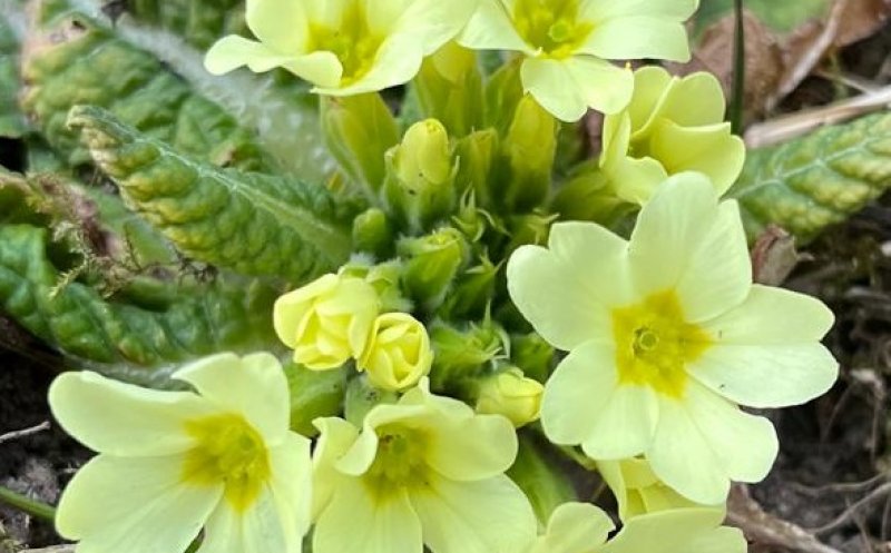 Primăvară a venit la Grădina Botanică din Cluj-Napoca