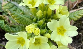 Primăvară a venit la Grădina Botanică din Cluj-Napoca