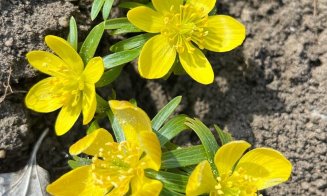 Primăvară a venit la Grădina Botanică din Cluj-Napoca