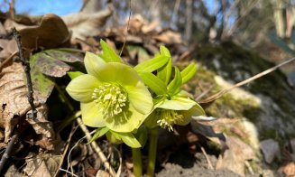 Primăvară a venit la Grădina Botanică din Cluj-Napoca