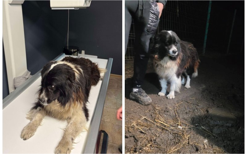 Cruzime fără limite! Un câine a fost aruncat de la etaj. Acesta a fost preluat și îngrijit de un voluntar din Cluj