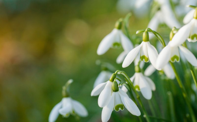 Temperaturi mai ridicate decât cele specifice perioadei, inclusiv la începutul lunii aprilie