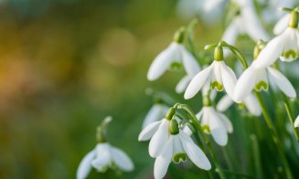Temperaturi mai ridicate decât cele specifice perioadei, inclusiv la începutul lunii aprilie
