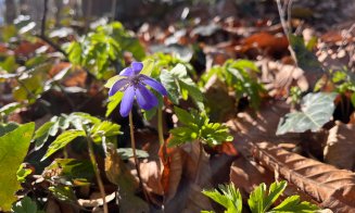 Florile primăverii, la Grădina Botanică din Cluj