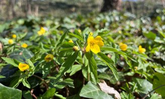 Florile primăverii, la Grădina Botanică din Cluj