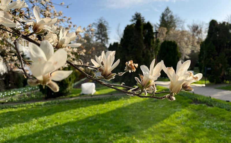 Duminica Floriilor, în Grădina Botanică din Cluj-Napoca. Vor fi 18 grade Celsius