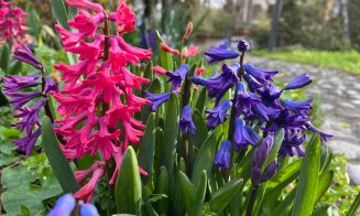 Duminica Floriilor, în Grădina Botanică din Cluj-Napoca. Vor fi 18 grade Celsius
