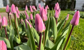 Duminica Floriilor, în Grădina Botanică din Cluj-Napoca. Vor fi 18 grade Celsius