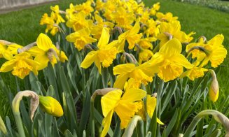 Duminica Floriilor, în Grădina Botanică din Cluj-Napoca. Vor fi 18 grade Celsius