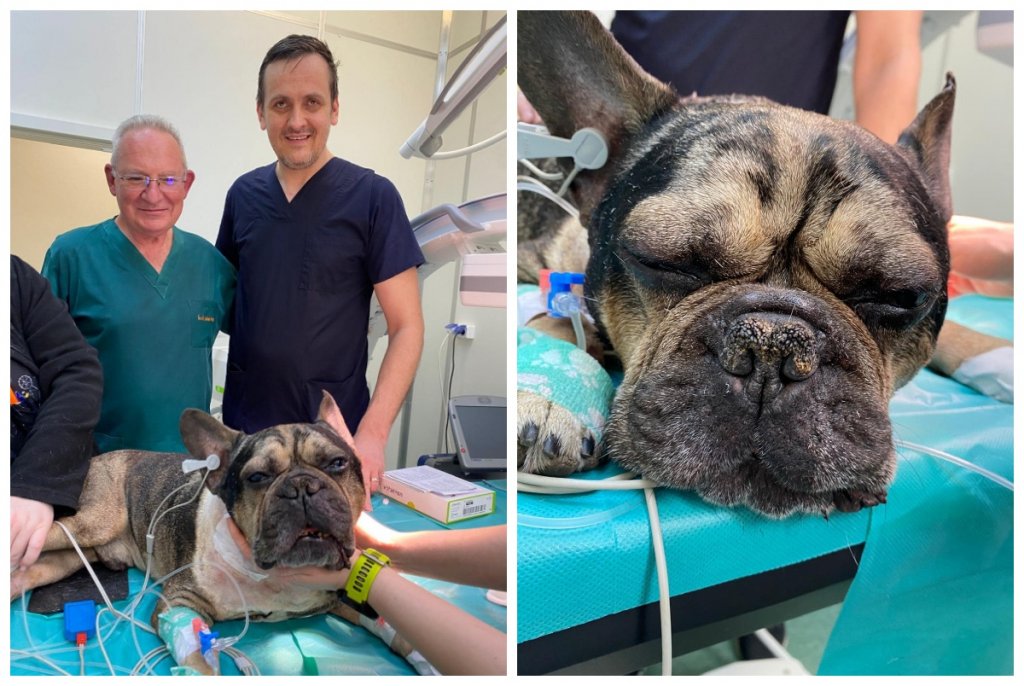 Premieră medicală la Cluj: Un câine a primit un stimulator cardiac și o nouă șansă la viață