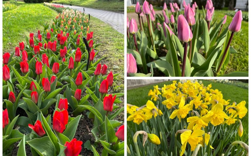 De Florii, Grădina Botanică din Cluj prinde viață: narcisele, lalelele și zambilele în toată splendoarea lor