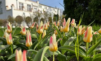 De Florii, Grădina Botanică din Cluj prinde viață: narcise, lalele și zambile în toată splendoarea lor