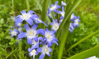 De Florii, Grădina Botanică din Cluj prinde viață: narcise, lalele și zambile în toată splendoarea lor