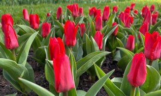 De Florii, Grădina Botanică din Cluj prinde viață: narcise, lalele și zambile în toată splendoarea lor