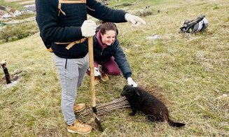O localitate din Cluj devine mai verde: 200 de voluntari au plantat puieți de salcâm pentru viitoarea pădure