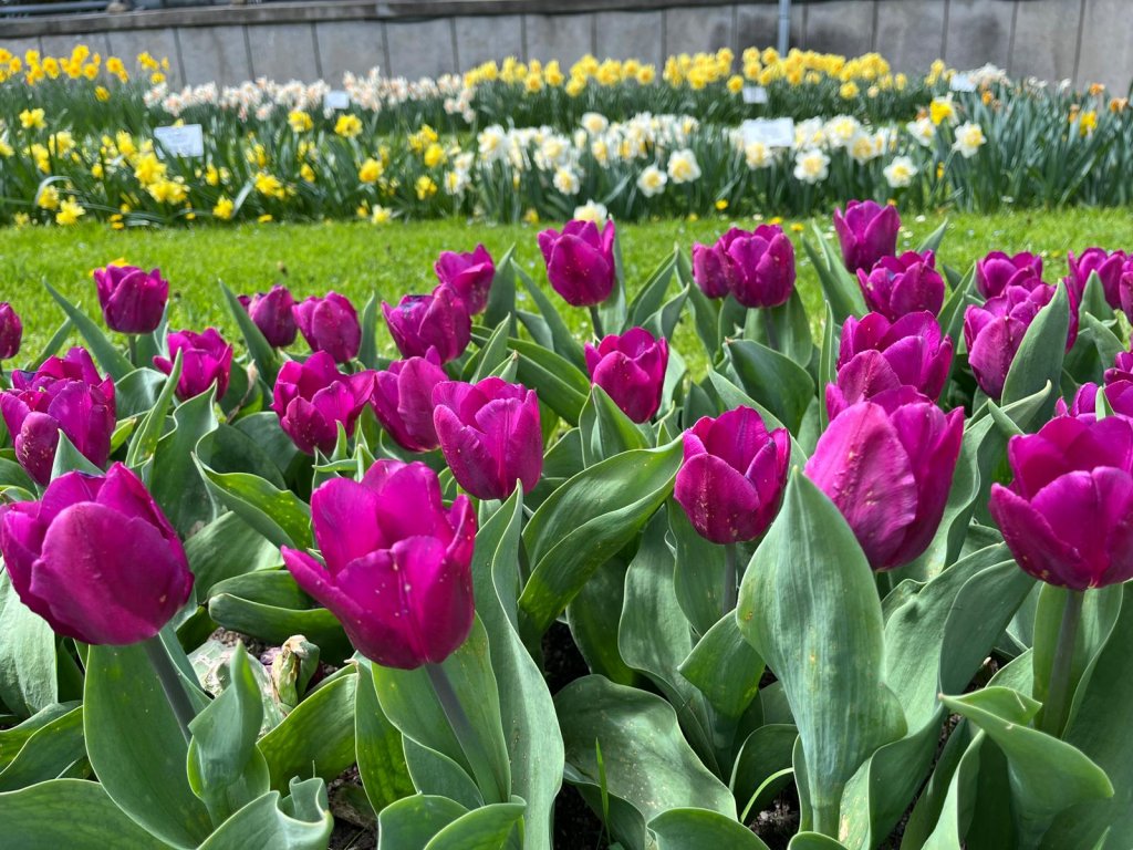 Grădina Botanică din Cluj-Napoca e în floare de Paște! Bucură-te de frumusețea lalelelor pestrițe imperiale și de a celor din colecția clasică