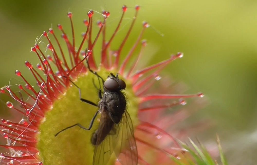 În Munții Apuseni trăiește o plantă ucigașă care digeră insectele în câteva minute