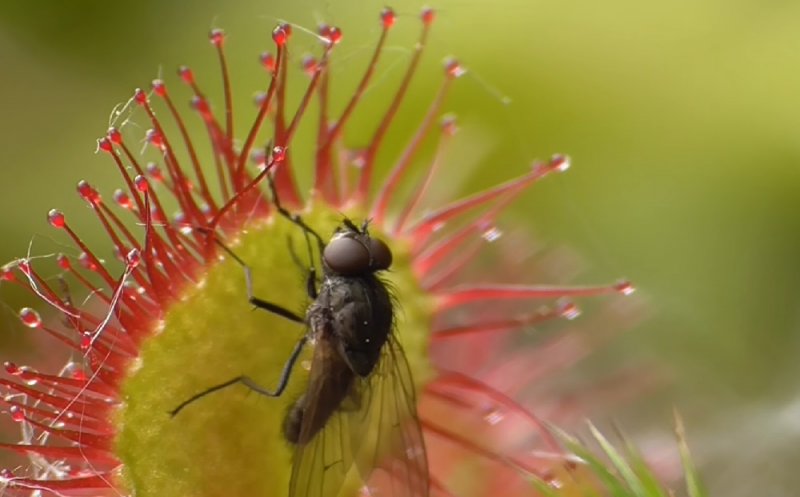 În Munții Apuseni trăiește o plantă ucigașă care digeră insectele în câteva minute