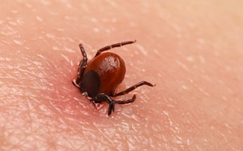 Descoperire importantă în medicină: Boala Lyme, provocată de căpușe, ar putea fi vindecată cu un nou antibiotic