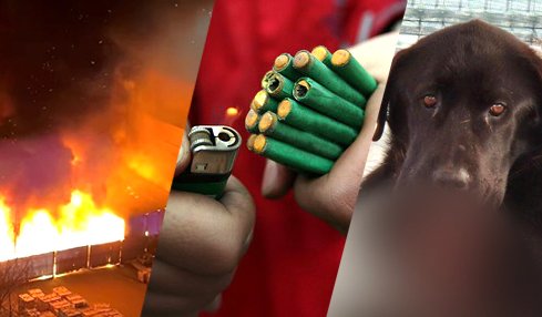 Legea care INTERZICE PETARDELE a fost adoptată! Fără mâini mutilate, ochi pierduți, incendii sau animale nenorocite
