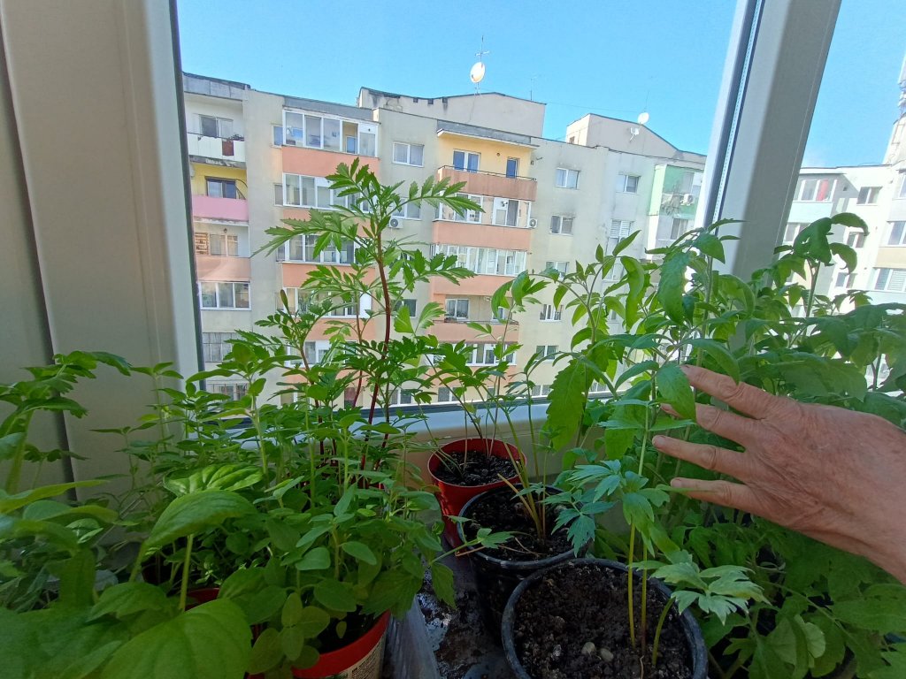 Grădina urbană cu răsaduri din... balconul de la etajul 8 / "Ne şi place", spune cuplul de pensionari din Mănăştur despre pasiunea lor