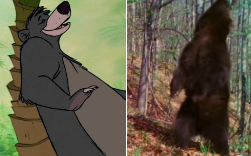 Baloo de România! Scena cu ursul din "Cartea junglei", jucată într-o pădure din vestul țării