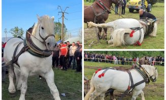 Falko, armăsarul învingător la tras bușteni în Gilău, forțat până la epuizare. S-a prăbușit și a murit a doua zi, la un alt concurs