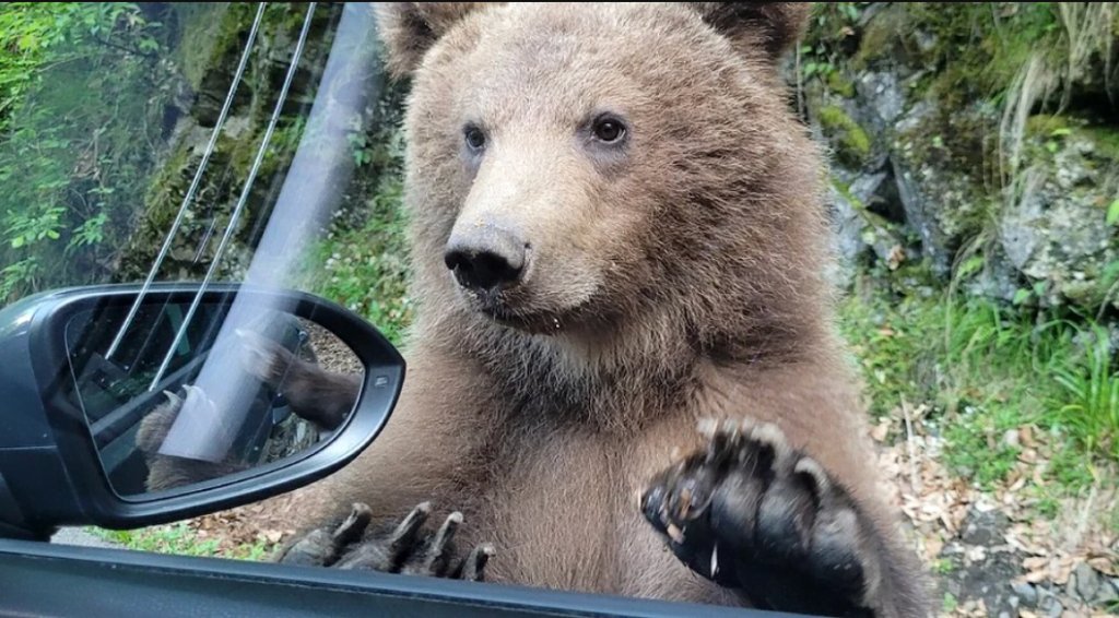 Turist mușcat de URS: Încerca să îl hrănească din mașină