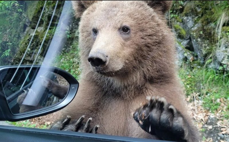 Turist mușcat de URS: Încerca să îl hrănească din mașină