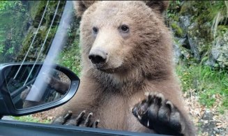 Turist mușcat de URS: Încerca să îl hrănească din mașină