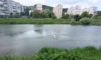 Continuă "frenezia" cu lebedele de pe Someş. Unde dispar bobocii? / Transylvania Wildlife Rescue: "Nu încurajați hrănirea animalelor să
