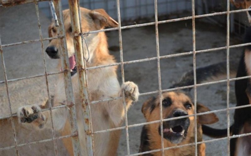 O nouă campanie de sterilizări gratuite pentru câini cu sau fără stăpân, la Dej