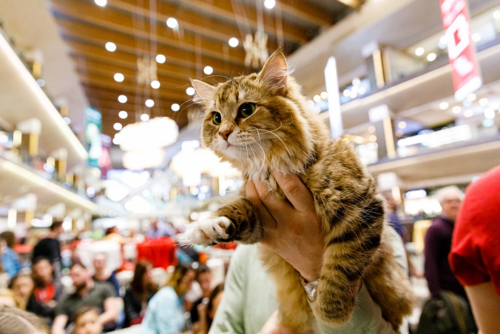 Pisica Transilvană, prima rasă românească recunoscută mondial, și alte zeci de feline de rasă pot fi admirate la Iulius Mall Cluj, în cadrul WCF International Cat Show